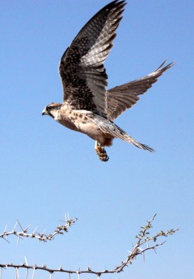 BIRD - FALCON - LANNER FALCON - FALCO BIARMICUS - ETOSHA NATIONAL PARK NAMIBIA (4).JPG