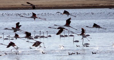 BIRD - FLAMINGO - GREATER FLAMINGO - MARRICK CAMP KIMBERLY SOUTH AFRICA (5).JPG