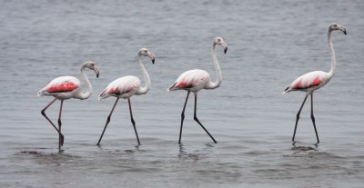 BIRD - FLAMINGO - GREATER FLAMINGO - WALVIS BAY NAMIBIA (2).JPG