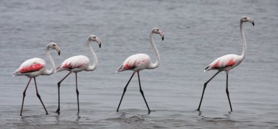 BIRD - FLAMINGO - GREATER FLAMINGO - WALVIS BAY NAMIBIA (3).JPG