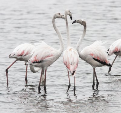 BIRD - FLAMINGO - GREATER FLAMINGO - WALVIS BAY NAMIBIA (38).JPG