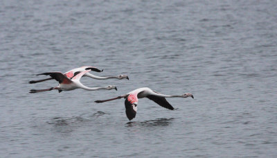 BIRD - FLAMINGO - GREATER FLAMINGO - WALVIS BAY NAMIBIA (47).JPG