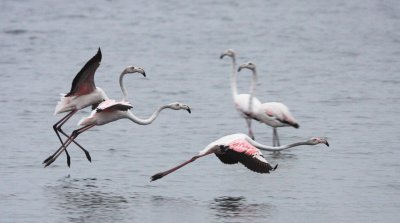 BIRD - FLAMINGO - GREATER FLAMINGO - WALVIS BAY NAMIBIA (53).JPG