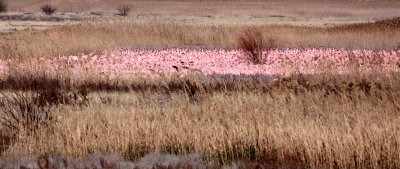 BIRD - FLAMINGO - LESSER FLAMINGO -  KIMBERLY SOUTH AFRICA (6).JPG