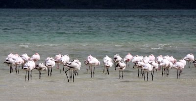 BIRD - FLAMINGO - LESSER FLAMINGO - WEST COAST NATIONAL PARK SOUTH AFRICA (15).JPG