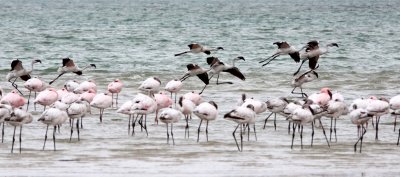 BIRD - FLAMINGO - LESSER FLAMINGO - WEST COAST NATIONAL PARK SOUTH AFRICA (7).JPG