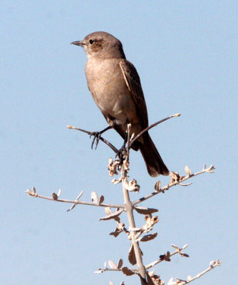 BIRD - FLYCATCHER - CHAT FLYCATCHER - BRADORNIS INFUSCATUS - ETOSHA NATIONAL PARK NAMIBIA (2).JPG