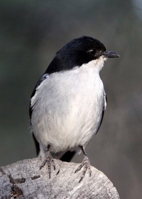 BIRD - FLYCATCHER - FISCAL FLYCATCHER - SIBELUS SILENS - KAROO NATIONAL PARK SOUTH AFRICA (7).JPG