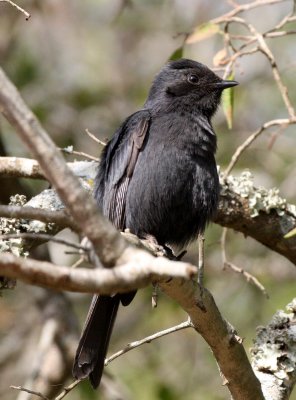 BIRD - FLYCATCHER - SOUTHERN BLACK FLYCATCHER - IMFOLOZI NATIONAL PARK SOUTH AFRICA.JPG