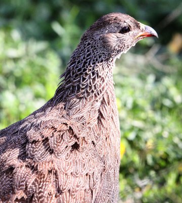 BIRD - FRANCOLIN - CAPE FRANCOLIN - PTERNISTES CAPENSIS - WEST COAST NATIONAL PARK SOUTH AFRICA (3).JPG