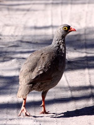 BIRD - FRANCOLIN - RED-BILLED FRANCOLIN - PTERNISTES ADSPERSUS - KRUGER NATIONAL PARK SOUTH AFRICA.JPG