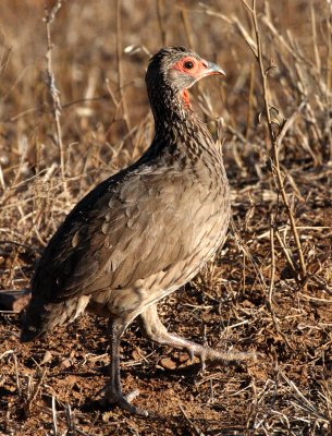 BIRD - FRANCOLIN - SWAINSON'S FRANCOLIN OR SPURFOWL - PTERNISTES SWAINSONII - KURGER NATIONAL PARK SOUTH AFRICA (3).JPG