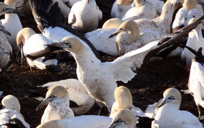 BIRD - GANNET - CAPE GANNET - BIRD ISLAND LAMBERTS BAY SOUTH AFRICA (4).JPG