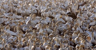 BIRD - GANNET - CAPE GANNET - BIRD ISLAND LAMBERT'S BAY SOUTH AFRICA (41).JPG