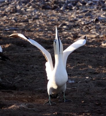 BIRD - GANNET - CAPE GANNET - BIRD ISLAND LAMBERTS BAY SOUTH AFRICA (90).JPG