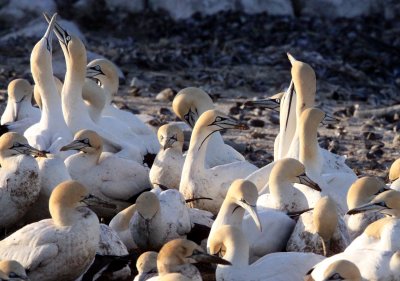 BIRD - GANNET - CAPE GANNET - BIRD ISLAND LAMBERT'S BAY SOUTH AFRICA (97).JPG