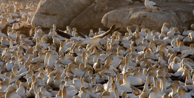 BIRD - GANNET - CAPE GANNET - BIRD ISLAND LAMBERTS BAY SOUTH AFRICA (7).JPG