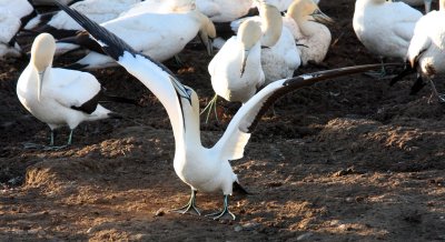 BIRD - GANNET - CAPE GANNET - BIRD ISLAND LAMBERTS BAY SOUTH AFRICA.JPG