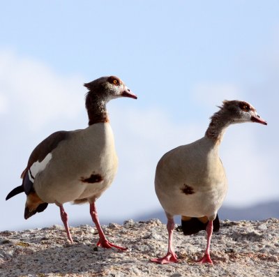 BIRD - GOOSE - EGYPTIAN GOOSE - TABLE MOUNTAIN NATIONAL PARK SOUTH AFRICA (5).JPG