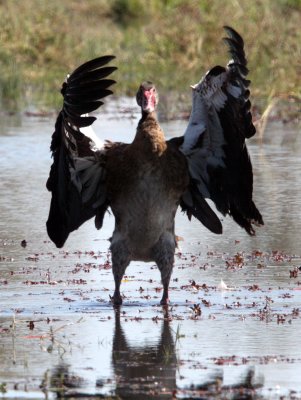 BIRD - GOOSE - SPUR-WINGED GOOSE - PLECTROPTERUS GAMBENSIS - KHWAI CAMP OKAVANGO BOTSWANA (8).JPG