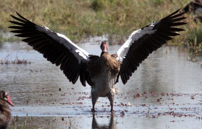 BIRD - GOOSE - SPUR-WINGED GOOSE - PLECTROPTERUS GAMBENSIS - KHWAI CAMP OKAVANGO BOTSWANA (9).JPG