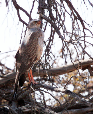 BIRD - GOSHAWK - SOUTHERN PALE CHANTING GOSHAWK - MELIERAX CANORUS - IMMATURE - KGALAGADI NATIONAL PARK RSA (4).JPG