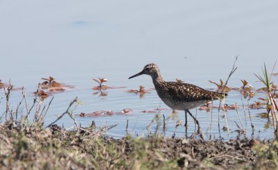 BIRD - GREENSHANK - COMMON GREENSHANK - TRINGA NEBULARIA - CHOBE NATIONAL PARK BOTSWANA (2).JPG