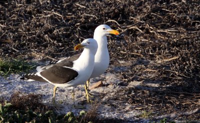 BIRD - GULL - CAPE OR KELP GULL - LARUS VETULA - BIRD ISLAND LAMBERTS BAY SOUTH AFRICA (6).JPG