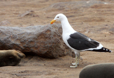 BIRD - GULL - CAPE OR KELP GULL - LARUS VETULA - CAPE CROSS NAMIBIA (6).JPG