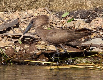 BIRD - HAMMERKOP - CHOBE NATIONAL PARK BOTSWANA (2).JPG