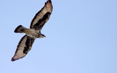 BIRD - HAWK-EAGLE - AFRICAN HAWK-EAGLE - AQUILA FASCIATUS - CHOBE NATIONAL PARK BOTSWANA.JPG