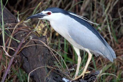 BIRD - HERON - BLACK-CROWNED NIGHT HERON - CHOBE NATIONAL PARK BOTSWANA (8).JPG