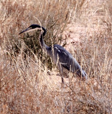 BIRD - HERON - BLACK-HEADED HERON - ARDEA MELANOCEPHALA - KGALAGADI NATIONAL PARK SOUTH AFRICA (11).JPG