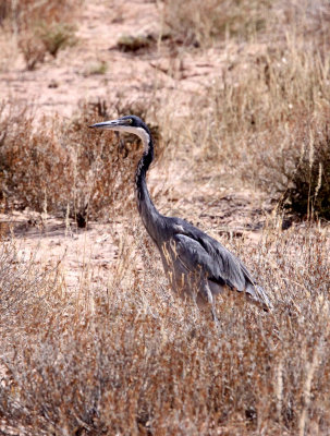 BIRD - HERON - BLACK-HEADED HERON - ARDEA MELANOCEPHALA - KGALAGADI NATIONAL PARK SOUTH AFRICA (3).JPG
