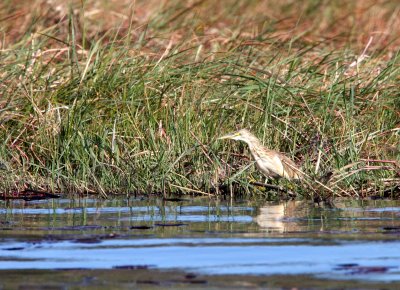 BIRD - HERON - COMMON SCUACCO HERON - CHOBE NATIONAL PARK BOTSWANA (2).JPG