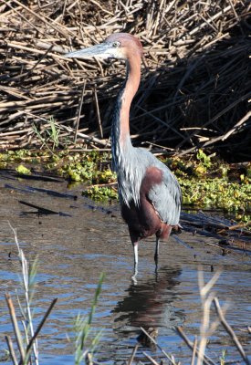 BIRD - HERON - GOLIATH HERON - ARDEA GOLIATH - KRUGER NATIONAL PARK SOUTH AFRICA (7).JPG