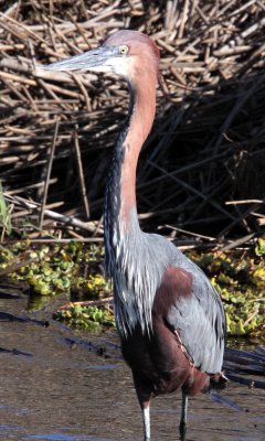 BIRD - HERON - GOLIATH HERON - KRUGER NATIONAL PARK SOUTH AFRICA (3).JPG