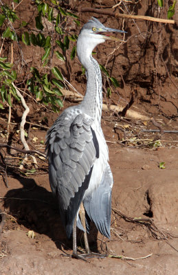BIRD - HERON - GREY HARON - CHOBE NATIONAL PARK BOTSWANA (6).JPG