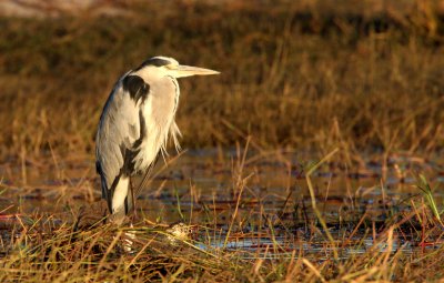 BIRD - HERON - GREY HERON  - CHOBE NATIONAL PARK BOTSWANA.JPG