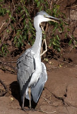 BIRD - HERON - GREY HERON - ARDEA CINEREA - IMMATURE - CHOBE NATIONAL PARK BOTSWANA (3).JPG