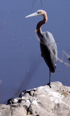 BIRD - HERON - GOLIATH HERON - KRUGER NATIONAL PARK SOUTH AFRICA (2).JPG