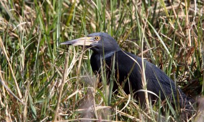 BIRD - HERON - RUFOUS-BELLIED HERON - KHWAI CAMP OKAVANGO BOTSWANA (5).JPG