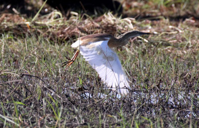 BIRD - HERON - SQUACCO HERON  - COMMON SQUACCO HERON - ARDEOLA RALLOIDES - CHOBE NATIONAL PARK BOTSWANA (3).JPG