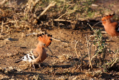 BIRD - HOOPOE - IMFOLOZI NATIONAL PARK SOUTH AFRICA.JPG