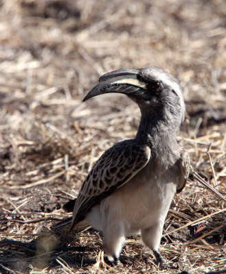 BIRD - HORNBILL - AFRICAN GREY HORNBILL - TOCKUS NASUTUS - KHWAI CAMP OKAVANGO BOTSWANA (2).JPG