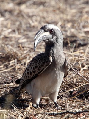 BIRD - HORNBILL - AFRICAN GREY HORNBILL - TOCKUS NASUTUS - KHWAI CAMP OKAVANGO BOTSWANA (6).JPG