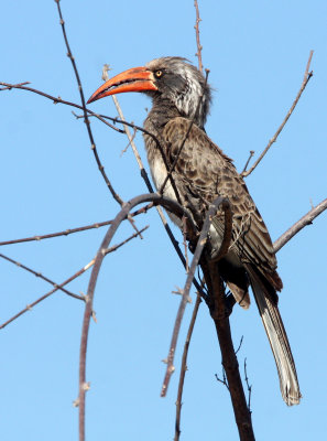 BIRD - HORNBILL - CROWNED HORNBILL - TOCKUS ALBOTERMINATUS - CHOBE NATIONAL PARK BOTSWANA (10).JPG