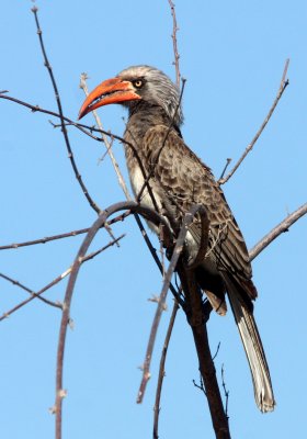 BIRD - HORNBILL - CROWNED HORNBILL - TOCKUS ALBOTERMINATUS - CHOBE NATIONAL PARK BOTSWANA (14).JPG