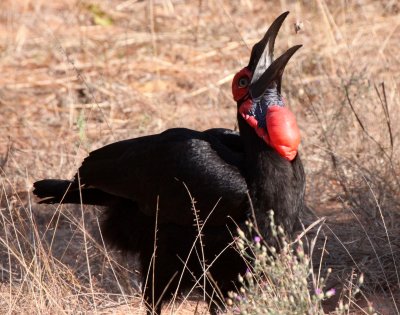 BIRD - HORNBILL - SOUTHERN GROUND HORNBILL - BUCORVUS LEADBEATERI - CHOBE NATIONAL PARK BOTSWANA (13).JPG