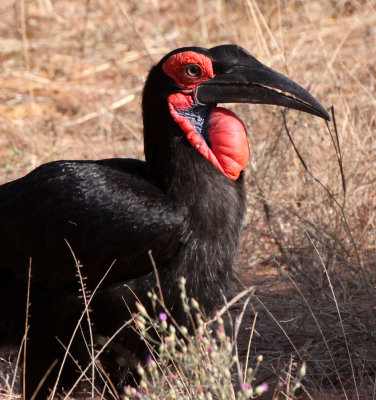 BIRD - HORNBILL - SOUTHERN GROUND HORNBILL - BUCORVUS LEADBEATERI - CHOBE NATIONAL PARK BOTSWANA (14).JPG